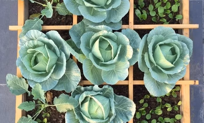 Mỗi ngày cần tưới nước đều đặn cho bắp cải, nên phun sương cho đất ẩm để tránh ngập úng. Sau 2,5 - 3 tháng là có thể thu hoạch bắp cải. Ảnh: Internet