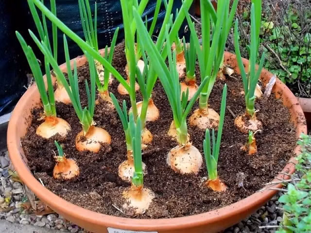 Hành tây có hiệu quả đặc biệt đối ung thư buồng trứng. Hành tây trồng thích hợp nhất là vào vụ đông từ tháng 8 – 11, hoặc có thể trồng vụ trái từ tháng 3 – 4 nhưng năng suất thấp hơn. Ảnh: Internet