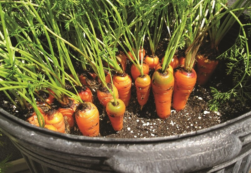 Cà rốt ưa mát, thường được trồng chủ yếu vào cuối đông hoặc đầu xuân. Nên gieo trước đợt sương giá cuối cùng từ 3-4 tuần. Ảnh: Internet