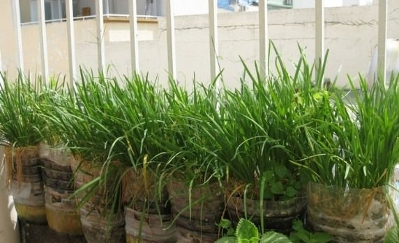 Hẹ là loại rau dễ trồng, chỉ cần nhiệt độ thích hợp là xanh tốt và cho thu hoạch quanh năm. Hẹ có thể trồng bằng hạt hoặc thân trong chậu đặt ở ban công, sân thượng. Ảnh: Sfarm