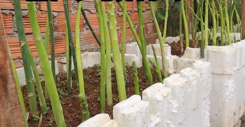 Giá măng tây trong siêu thị khá đắt, vì vậy nếu có ban công hãy trồng tại nhà vì loại cây này dễ trồng, lại bền cây, có thể cho rau ăn vài năm liền. Măng tây có thể trồng bằng hạt hoặc thân. Ảnh: Internet