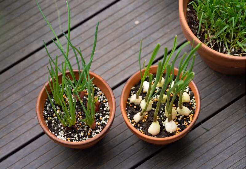 Các nghiên cứu cho thấy, tỏi có khả năng chống ung thư nhờ vào các hợp chất hữu cơ như allicin, flavonoid. Đặc biệt, tỏi có thể trồng quanh năm trong thùng xốp, chậu hoặc thủy canh. Ảnh: Facebook