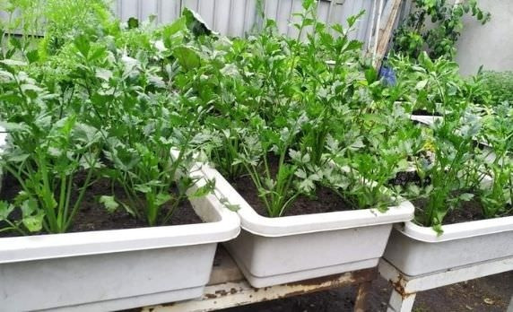 Cần tây có thể trồng bằng phương pháp gieo hạt. Thời gian hạt rau cần tây nảy mầm khoảng 12 - 14 ngày, và cho thu hoạch sau 100 - 140 ngày. Khi thu hoạch, hãy cắt ngang gốc, khoảng 2 tuần sau cây sẽ tiếp tục nhú mầm non. Ảnh: Sfarm