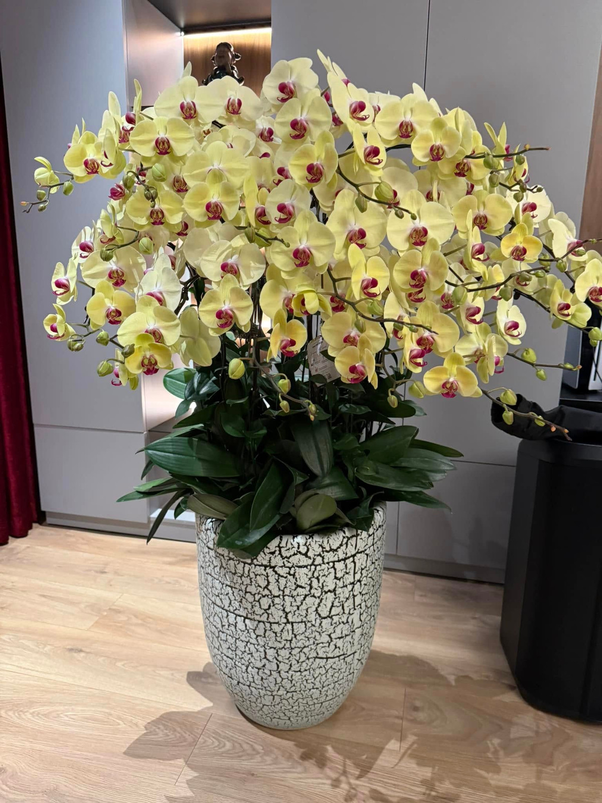 Hoa lan vàng rực rỡ. Ảnh: FBNV