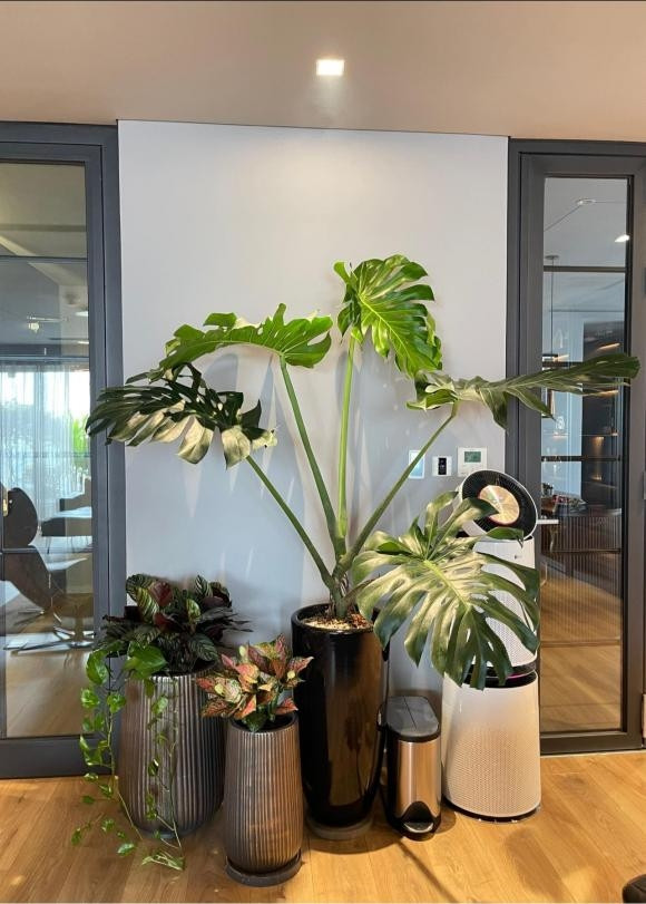 Đủ các loại cây xanh mướt. Ảnh: FBNV