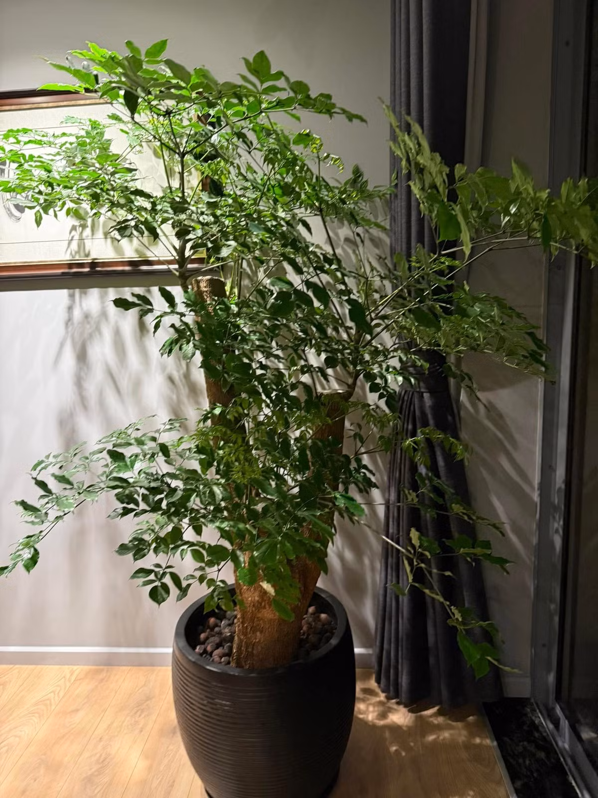 Ngoài hoa, căn hộ còn ngập tràn sức sống với những chậu cây xanh mướt. Ảnh: FBNV