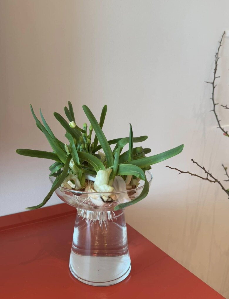 Góc nhỏ dịu dàng với chậu hoa thủy tiên ngập tràn sắc xuân. Ảnh: FBNV