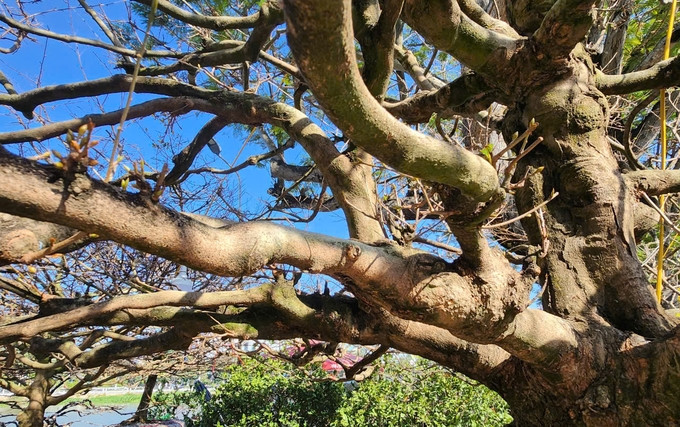 Ngay khi vừa được đưa đến chợ, cây mai vàng đã thu hút đông đảo người xem nhưng chưa có ai chốt giá. Ảnh: Nông nghiệp