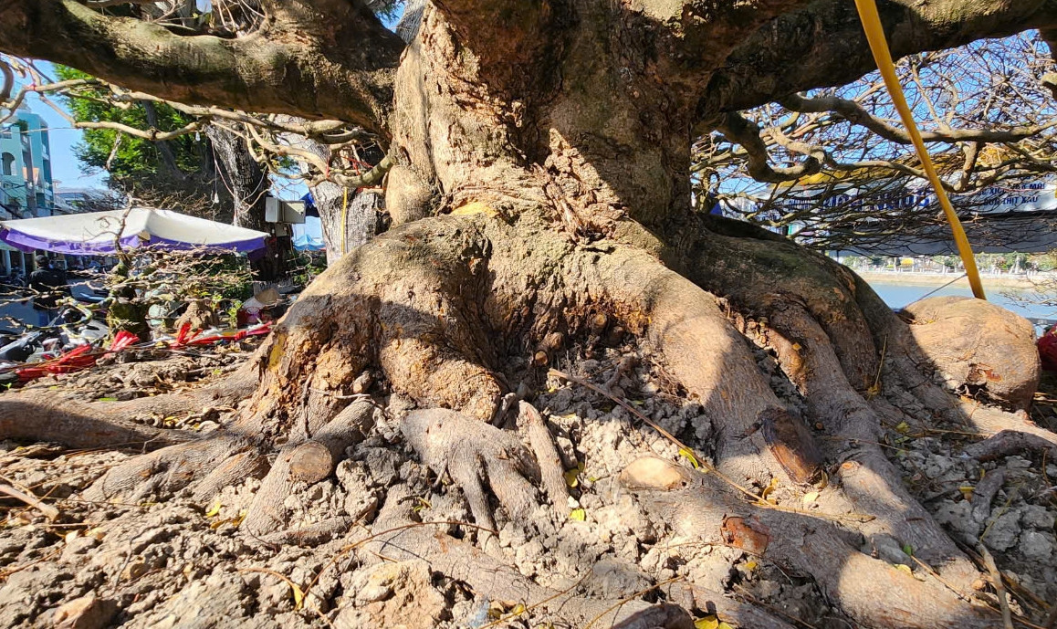 Gốc cây xù xì in hằn dấu vết của thời gian. Ảnh: Dân Việt