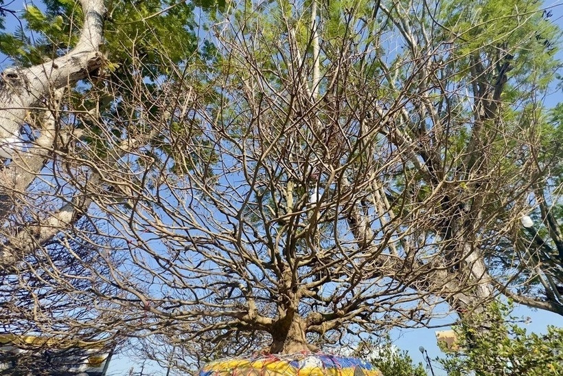 Chiều cao của cây mai vàng đạt khoảng 3,5m, tạo nên một tổng thể hài hòa và uy nghi. Ảnh: Dân Việt