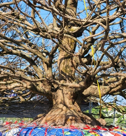 Các nhánh cây uốn lượn mềm mại. Ảnh: Nông nghiệp