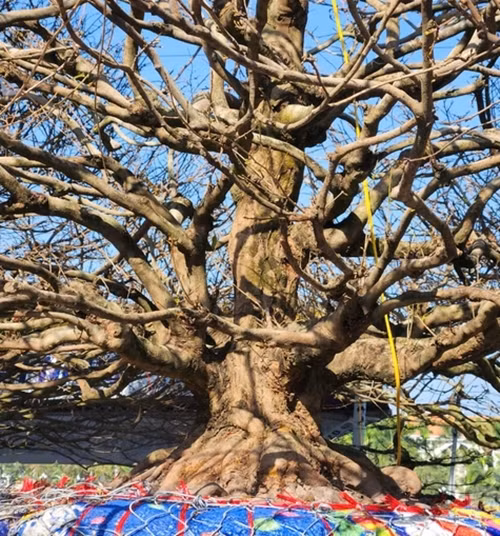 Các nhánh cây uốn lượn mềm mại. Ảnh: Nông nghiệp