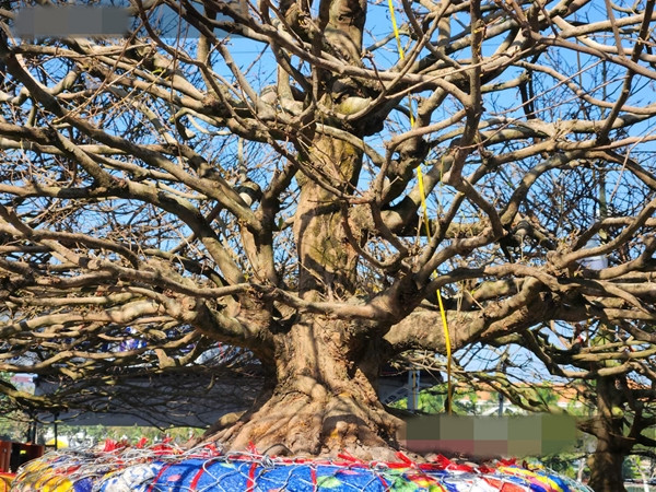 Những ngày vừa qua, nhiều người đi chợ hoa xuân ở TP Long Xuyên (An Giang) vô cùng thích thú khi nhìn thấy cây mai vàng cổ thụ được định giá tới gần 6 tỷ đồng. Ảnh: Dân Việt