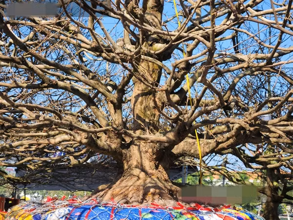 Những ngày vừa qua, nhiều người đi chợ hoa xuân ở TP Long Xuyên (An Giang) vô cùng thích thú khi nhìn thấy cây mai vàng cổ thụ được định giá tới gần 6 tỷ đồng. Ảnh: Dân Việt