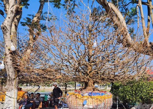 Cây mai vàng cổ thụ gây ấn tượng mạnh mẽ với kích thước vượt trội, cao 3,5m, đường kính khoảng 2,5m, rán cây xòe rộng lên đến 5m. Ảnh: Nông nghiệp