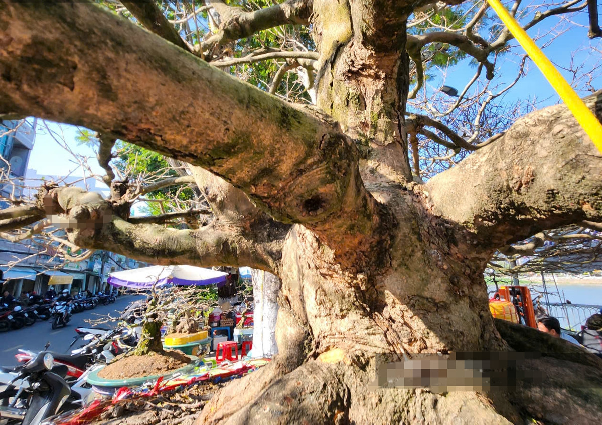 Anh Nguyễn Thanh Toàn (Thốt Nốt, Cần Thơ) - chủ nhân của cây mai cho biết, phải mất nhiều năm theo đuổi mới mua được cây mai quý này từ một người dân ở Lấp Vò, Đồng Tháp, sau đó vận chuyển đến chợ hoa Long Xuyên để trưng bày. Ảnh: Dân Việt