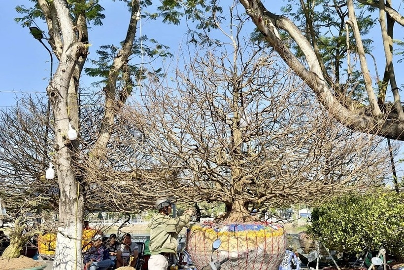 Sự xuất hiện của cây mai cổ thụ đã tạo nên một điểm nhấn đặc biệt cho chợ hoa xuân Long Xuyên. Ảnh: Dân Việt