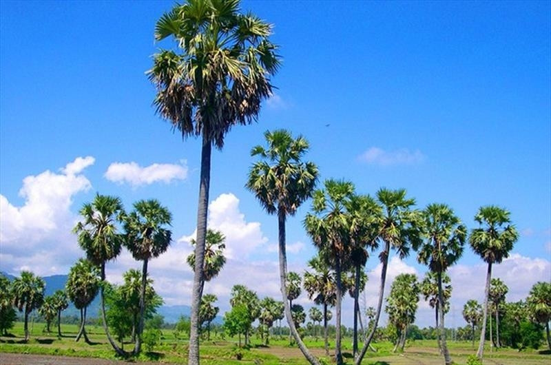 Thốt nốt là loại cây nổi tiếng ở miền Tây, đặc biệt ở khu vực Châu Đốc (An Giang). Đi khắp vùng đất An Giang, du khách dễ dàng bắt gặp những hàng cây thốt nốt vươn lên cao vút. Ảnh: Top Go Tourist