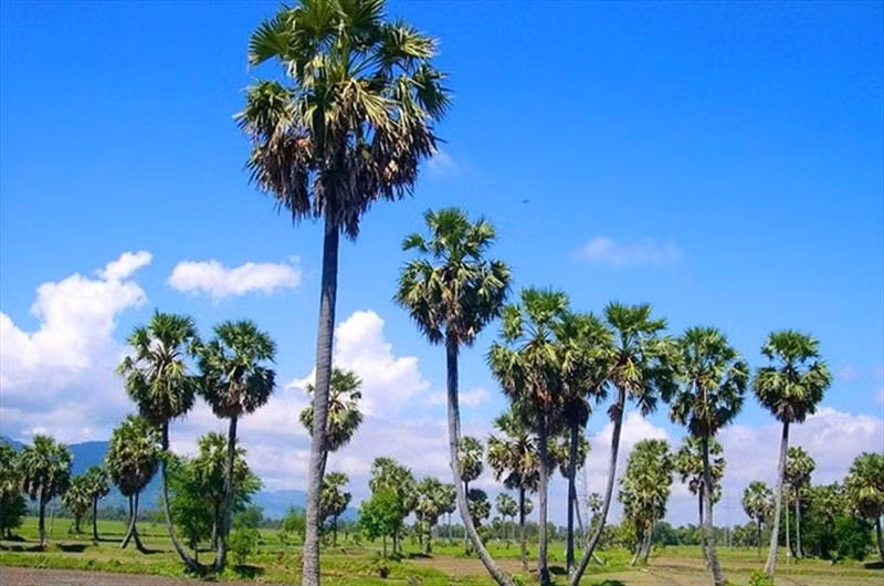  Thốt nốt là loại cây nổi tiếng ở miền Tây, đặc biệt ở khu vực Châu Đốc (An Giang). Đi khắp vùng đất An Giang, du khách dễ dàng bắt gặp những hàng cây thốt nốt vươn lên cao vút. Ảnh: Top Go Tourist