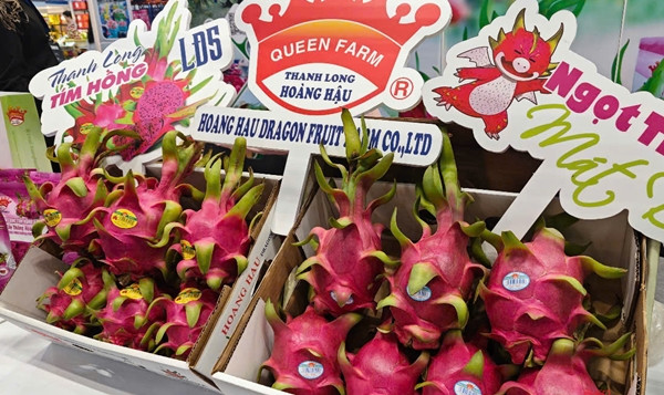 Sự trở lại ngoạn mục này được xem là dấu hiệu tích cực sau giai đoạn dài chứng kiến thanh long dần suy giảm về doanh thu. Ảnh: Người lao động