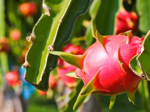 Với thành tích này, thanh long vượt qua sầu riêng, chuối để vươn lên trở thành loại trái cây xuất khẩu số 1 Việt Nam. Ảnh: A.N.T Shipping