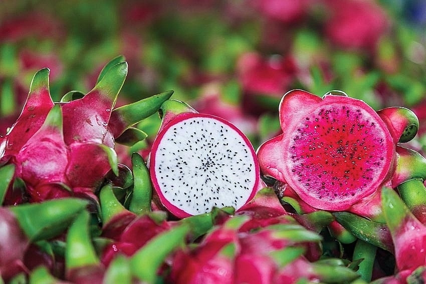 Từng mang lại gần 1,3 tỷ USD trong năm 2018, thanh long sau đó dần đánh mất vị thế, đặc biệt sau cú bứt phá ngoạn mục của sầu riêng trong các năm 2022–2024. Ảnh minh họa