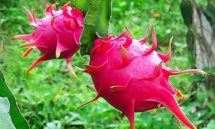 Ngoài ra, Mỹ cũng đang là thị trường quan trọng, tiêu thụ gần 10% tổng lượng xuất khẩu thanh long. Ảnh: Icert