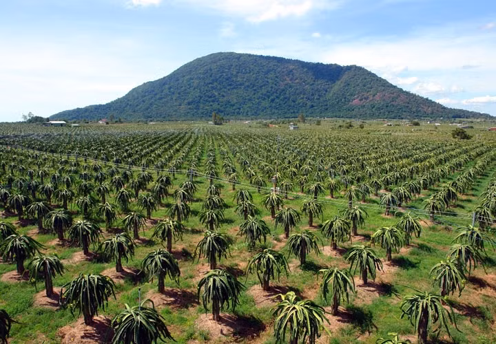 Tại Việt Nam, thanh long được trồng nhiều nhất ở các tỉnh như Bình Thuận, tiếp đến là Tiền Giang, Long An...Ảnh: Internet