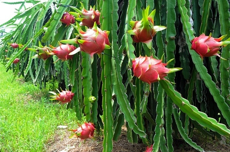 Theo ông Đặng Phúc Nguyên – Tổng Thư ký Hiệp hội Rau quả Việt Nam, thanh long ruột trắng hiện duy trì mức giá cao, thu mua tại vựa từ 30.000-35.000 đồng/kg đối với loại I; 28.000 đồng/kg đối với loại II; 23.000-24.000 đồng đối với thanh long loại III. Ảnh: Internet