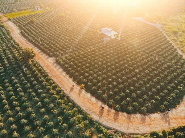 Bình Thuận được mệnh danh là "thủ phủ" trồng thanh long của cả nước, với sản lượng hàng năm trên 600.000 tấn. Ảnh: Facebook