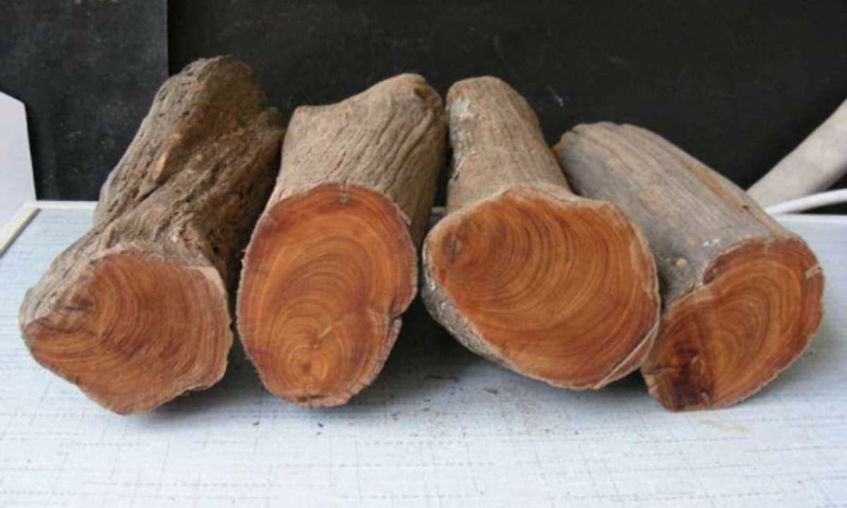  Gỗ nhai bách là một loại gỗ quý hiếm, không thể trồng trong môi trường nhân tạo, chỉ tìm thấy ở thế giới tự nhiên. Ảnh: Internet