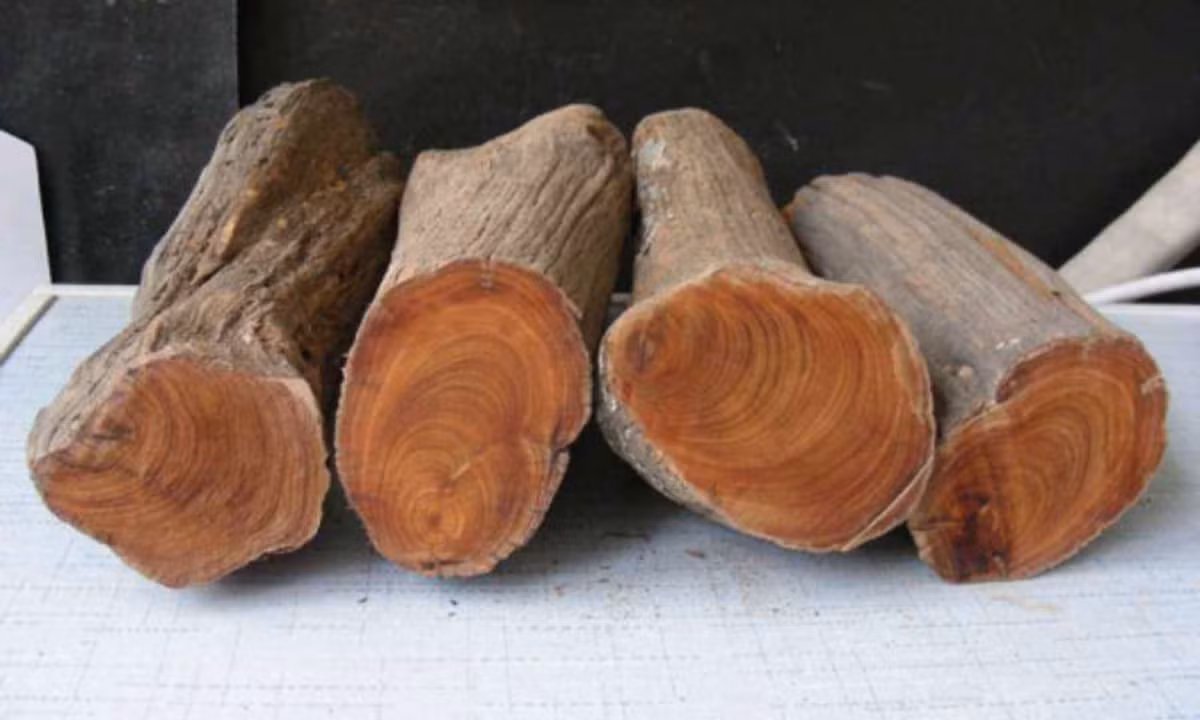  Gỗ nhai bách là một loại gỗ quý hiếm, không thể trồng trong môi trường nhân tạo, chỉ tìm thấy ở thế giới tự nhiên. Ảnh: Internet