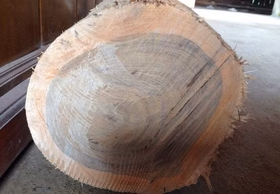 Lớp vân của gỗ nhai bách được xếp lớp đẹp mắt, thớ mịn, không mối mọt, không dễ nứt nẻ. Ảnh: Internet