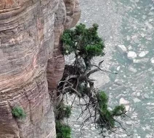 Do đó, không dễ để tìm được cây nhai bách. Điều này khiến chúng càng trở nên đắt đỏ. Ảnh: Internet