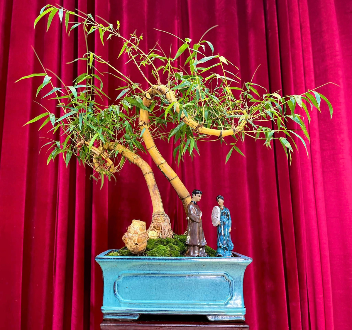 Vài năm gần đây, tre bonsai với hình dáng độc lạ được ưa chuộng tại Việt Nam. Ảnh: FB Nguyễn Sỹ Luân