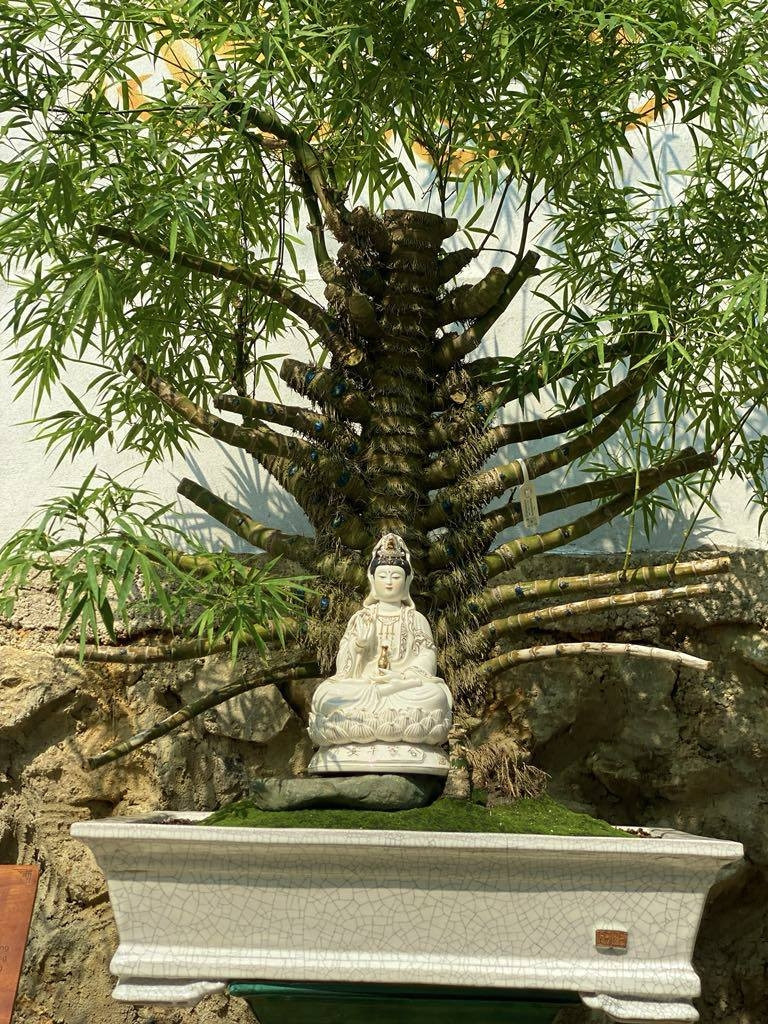 Một số người ngỏ ý muốn mua lại chậu tre bonsai độc đáo này với giá hàng trăm triệu đồng nhưng anh Luân không bán. Ảnh: Arttimes