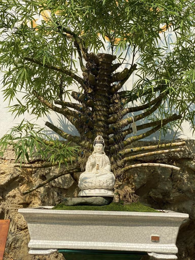 Một số người ngỏ ý muốn mua lại chậu tre bonsai độc đáo này với giá hàng trăm triệu đồng nhưng anh Luân không bán. Ảnh: Arttimes