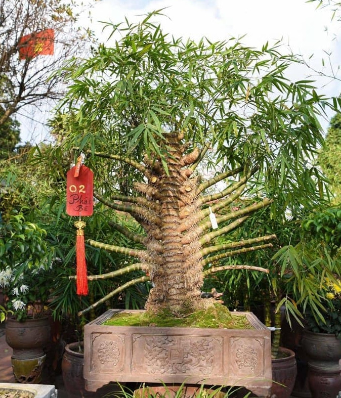 Gần đây, hình ảnh chậu tre bonsai của anh Sỹ Luân có hình dáng độc đáo được chia sẻ rộng rãi trên các hội nhóm đam mê cây cảnh. Bất ngờ hơn, anh Luân cho biết, chậu tre có giá không dưới 500 triệu đồng. Ảnh: VOV