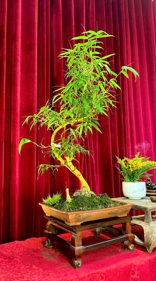 Để tạo ra một tác phẩm tre bonsai, anh Luân phải bỏ công sức hàng năm trời. Ảnh: FB Nguyễn Sỹ Luân