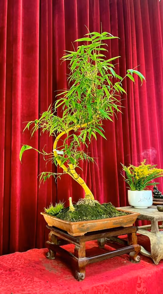 Để tạo ra một tác phẩm tre bonsai, anh Luân phải bỏ công sức hàng năm trời. Ảnh: FB Nguyễn Sỹ Luân