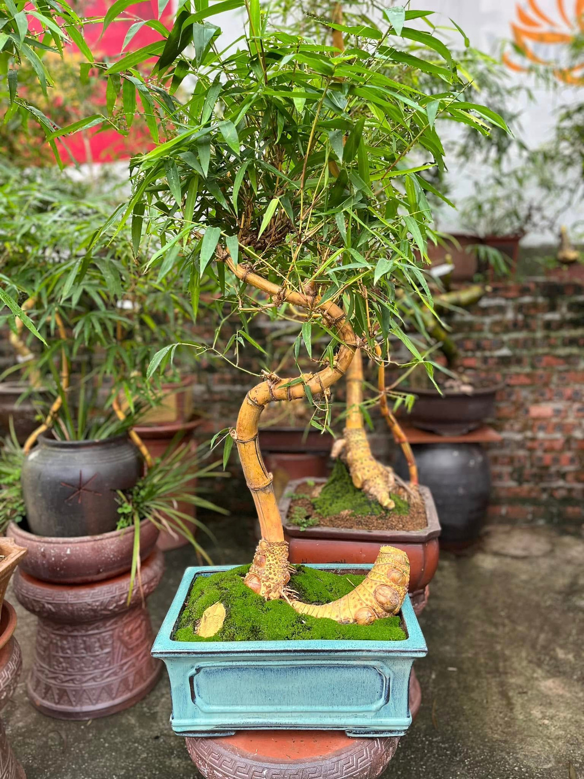 Từ khâu chọn mua phôi tre, dâm cho phôi sống, đưa vào chậu, tạo thế. Tùy vào hình thế phôi ban đầu, anh Luân sẽ dựa vào đó để tạo cho tre thế phù hợp. Ảnh: FB Nguyễn Sỹ Luân