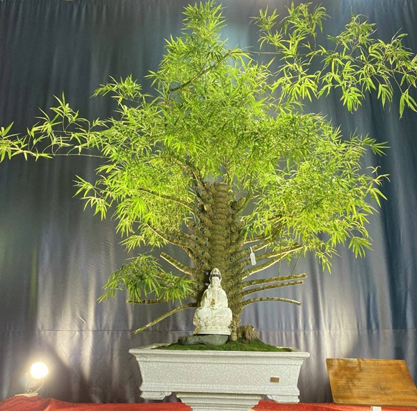 Cây tre cao khoảng 1,8 mét, tán rộng gần 2 mét, trồng trong chậu gốm men rạn Phật Sơn có kích thước 80x65cm. Ảnh: Arttimes