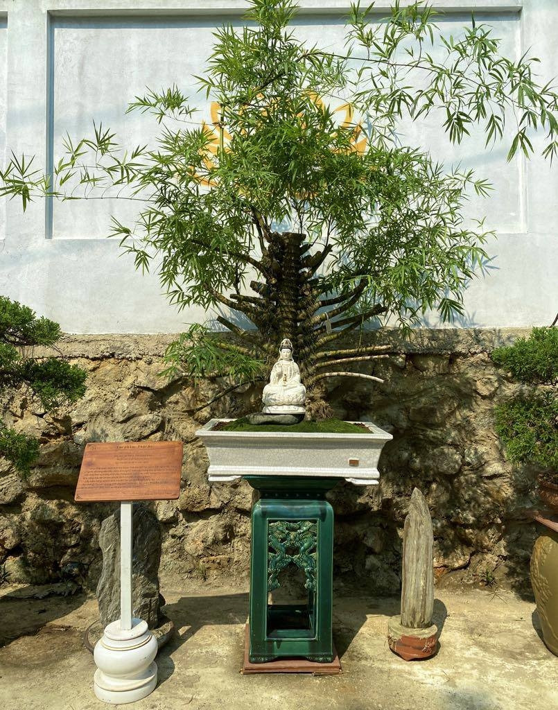Từ thân tre vươn ra những tay cành và nổi u cục giống như Phật Bà Quan Âm nghìn mắt nghìn tay. Ảnh: Arttimes