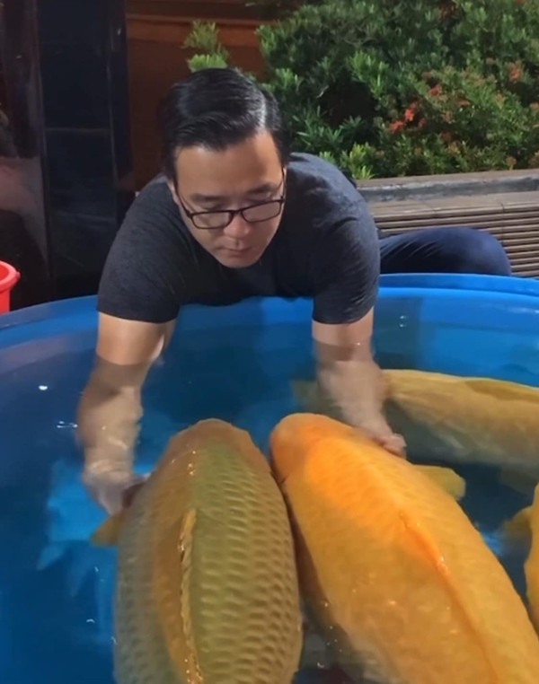 Hiện, doanh nhân Thắng Ngô quay trở về với nghề cũ, mở rộng quy mô nuôi và chăm sóc cá Koi. Ảnh: FB Thang Ngo Koi Farm