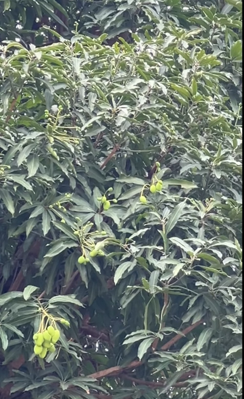 "Vua cá Koi" khoe cây trong vườn ra hoa, sắp có quả ăn. Ảnh chụp màn hình