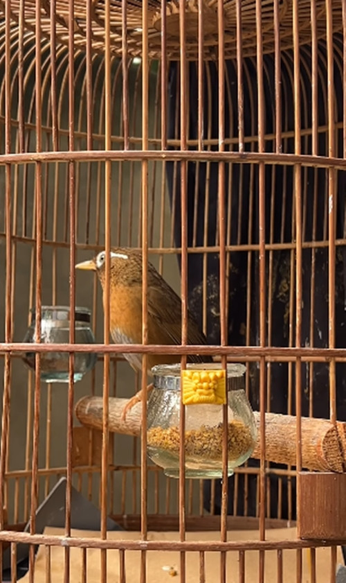 Bên cạnh đó, doanh nhân Thắng Ngô còn có thú vui với chim cảnh. Ảnh: FB Thang Ngo