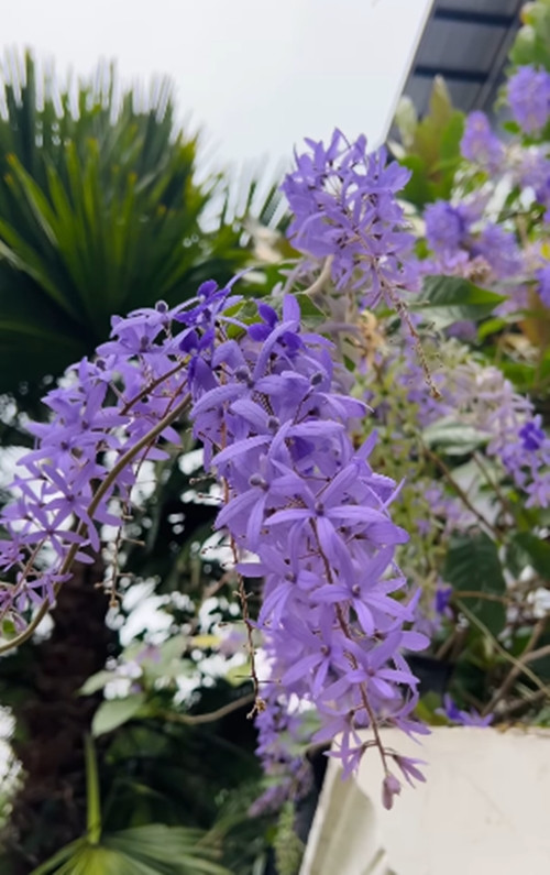 Giàn hoa tím trước nhà nở rộ. Ảnh: FB Thang Ngo