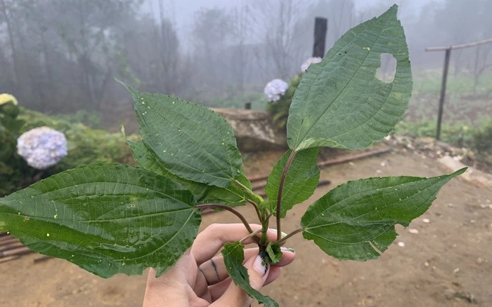 Thời gian gần đây, trên chợ mạng rao bán một loại rau đặc sản có tên khá lạ, cây pạ phì. Ảnh: Dân Việt