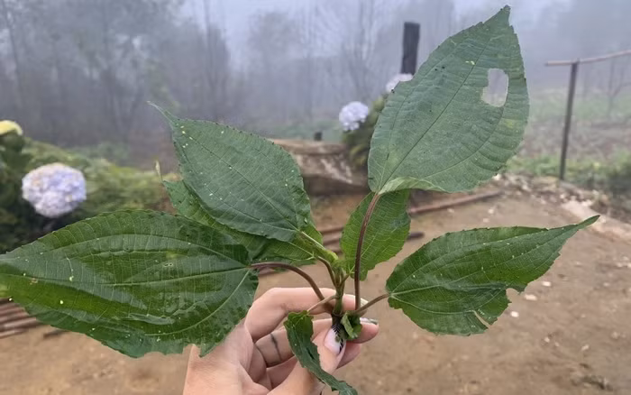 Thời gian gần đây, trên chợ mạng rao bán một loại rau đặc sản có tên khá lạ, cây pạ phì. Ảnh: Dân Việt