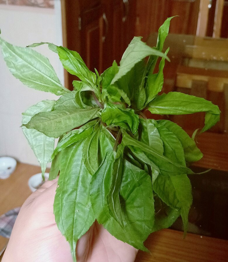 Ngoài ra, lá pạ phì còn có thể chế biến thành nhiều món phổ biến như luộc chấm mắm tỏi hoặc xào bò, xào thịt trâu. Ảnh: Facebook